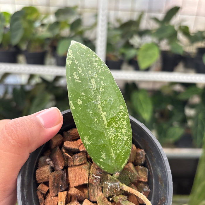 Hoya Verticillata High Splash (Actual Plant 12-Oct)