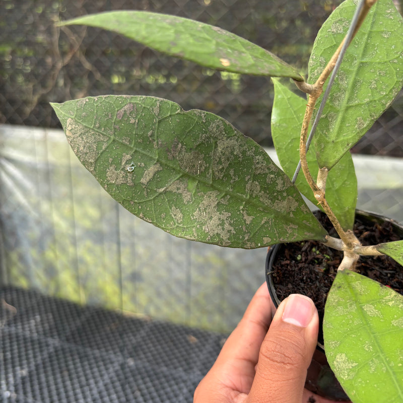 FS21-3 Hoya AFF Lambii Splash