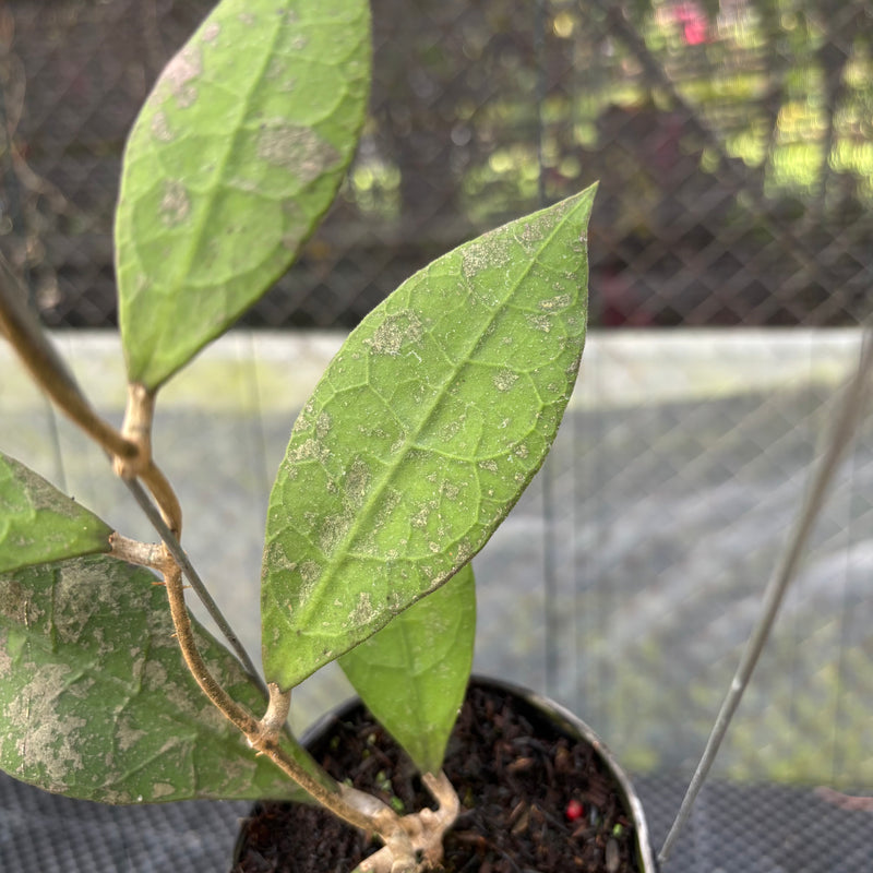 FS21-3 Hoya AFF Lambii Splash