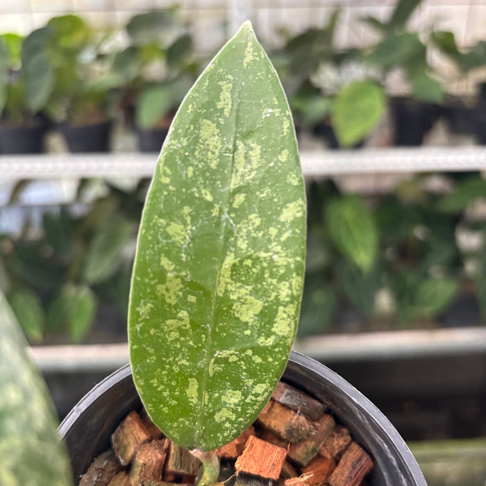 Hoya Verticillata High Splash (Actual Plant 12-Oct)