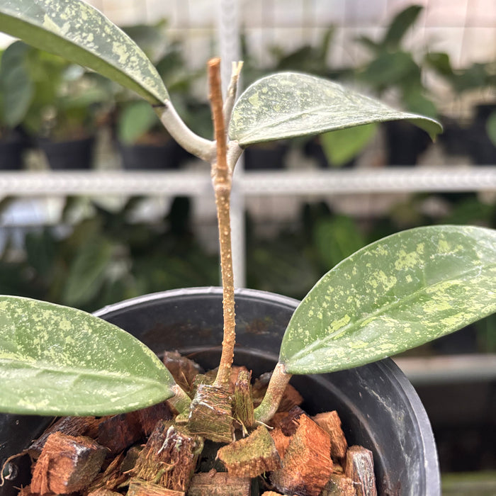 Hoya Verticillata High Splash (Actual Plant 12-Oct)