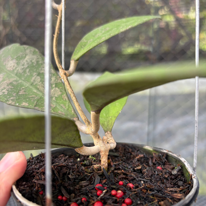 FS21-3 Hoya AFF Lambii Splash