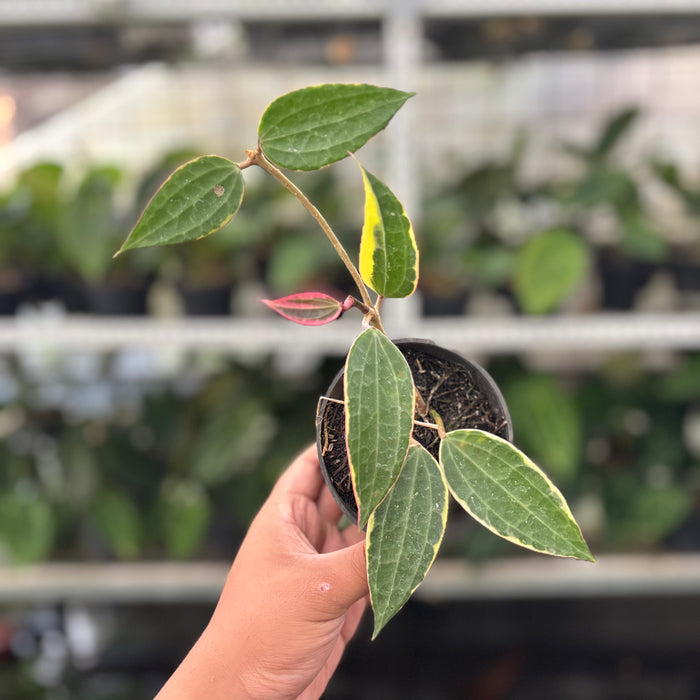Hoya Macrophylla Variegated (Actual Plant 13-Oct)
