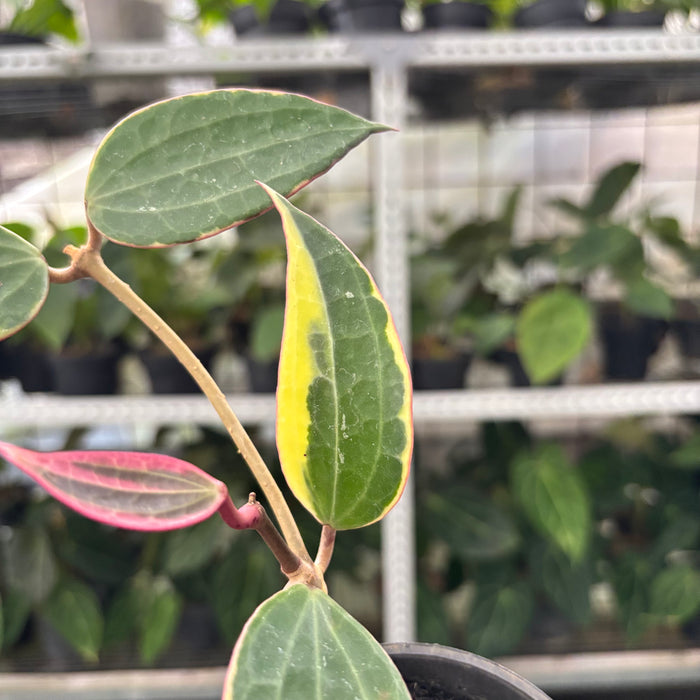 Hoya Macrophylla Variegated (Actual Plant 13-Oct)