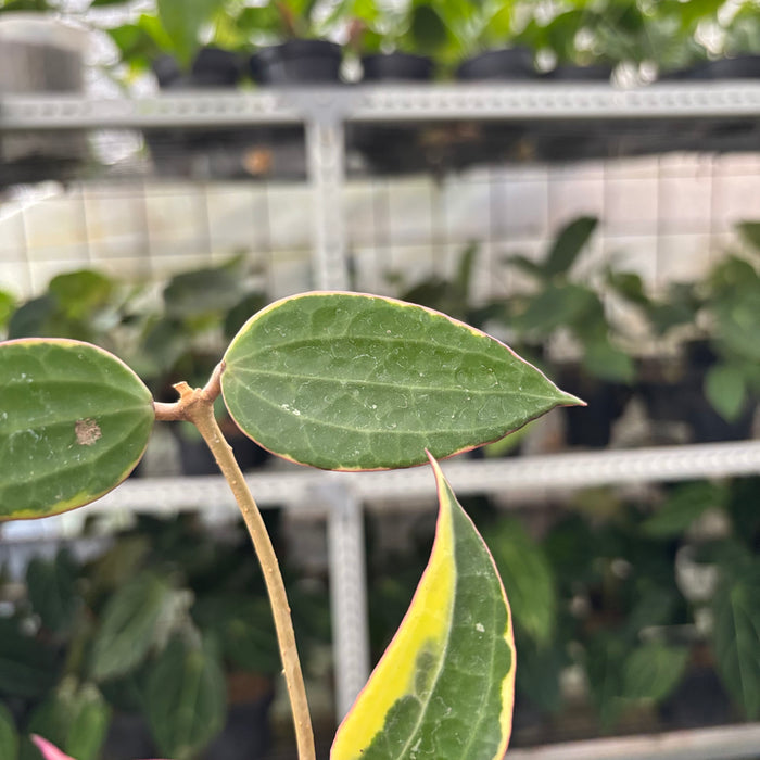 Hoya Macrophylla Variegated (Actual Plant 13-Oct)