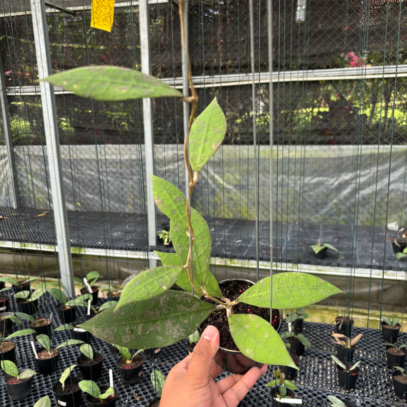 FS21-3 Hoya AFF Lambii Splash