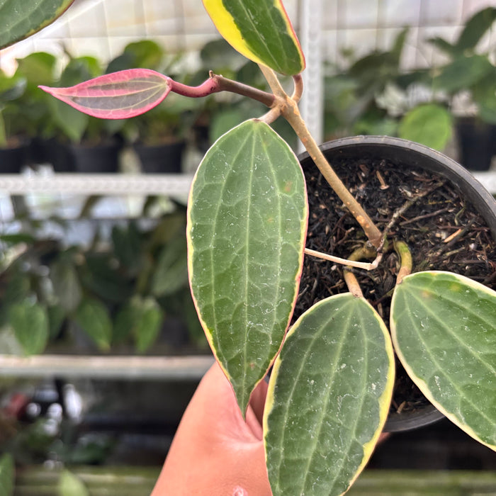 Hoya Macrophylla Variegated (Actual Plant 13-Oct)