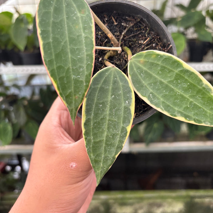 Hoya Macrophylla Variegated (Actual Plant 13-Oct)