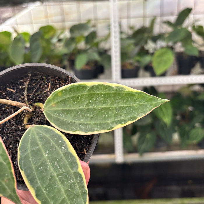Hoya Macrophylla Variegated (Actual Plant 13-Oct)