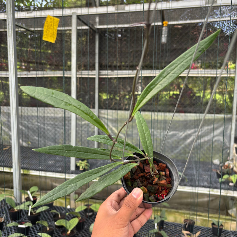 FS22-3 Hoya Sulawesiana Long Leaf