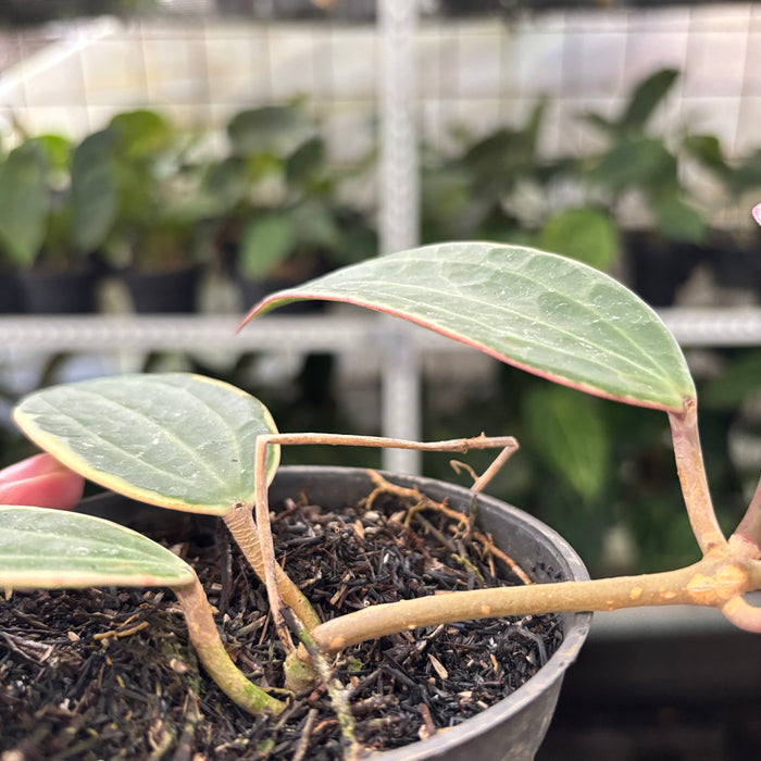 Hoya Macrophylla Variegated (Actual Plant 13-Oct)