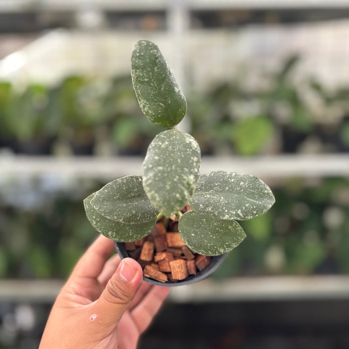 Hoya Waymaniae Splash (Actual Plant 14-Oct)
