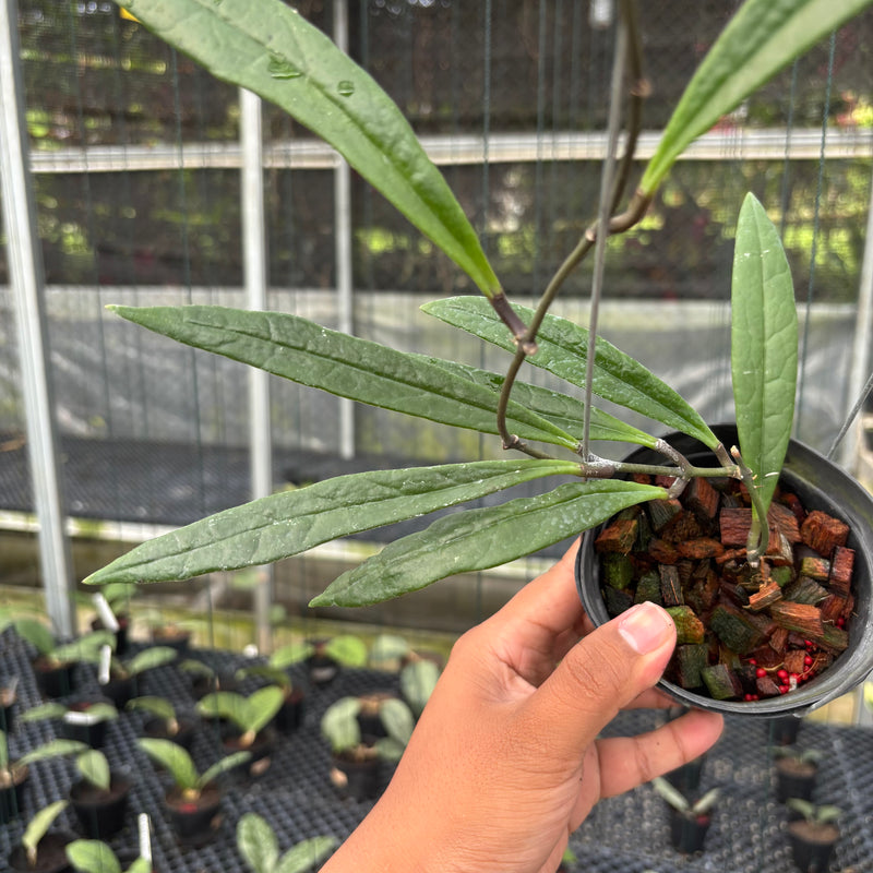 Hoya Sulawesiana Long Leaf