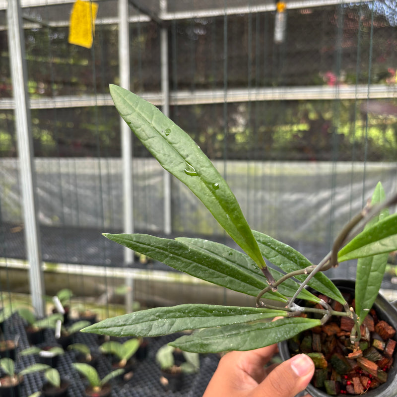 FS22-3 Hoya Sulawesiana Long Leaf