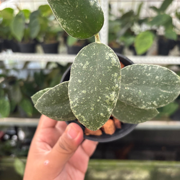 Hoya Waymaniae Splash (Actual Plant 14-Oct)