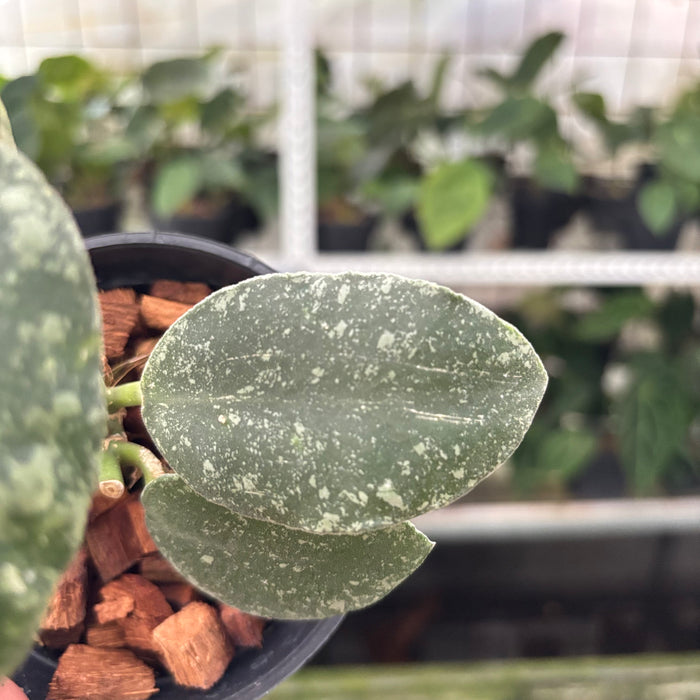 Hoya Waymaniae Splash (Actual Plant 14-Oct)