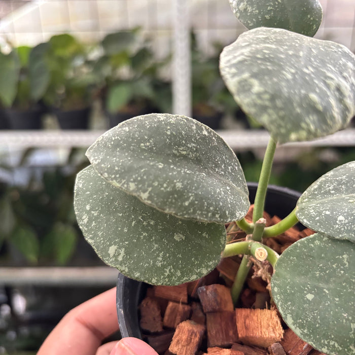 Hoya Waymaniae Splash (Actual Plant 14-Oct)