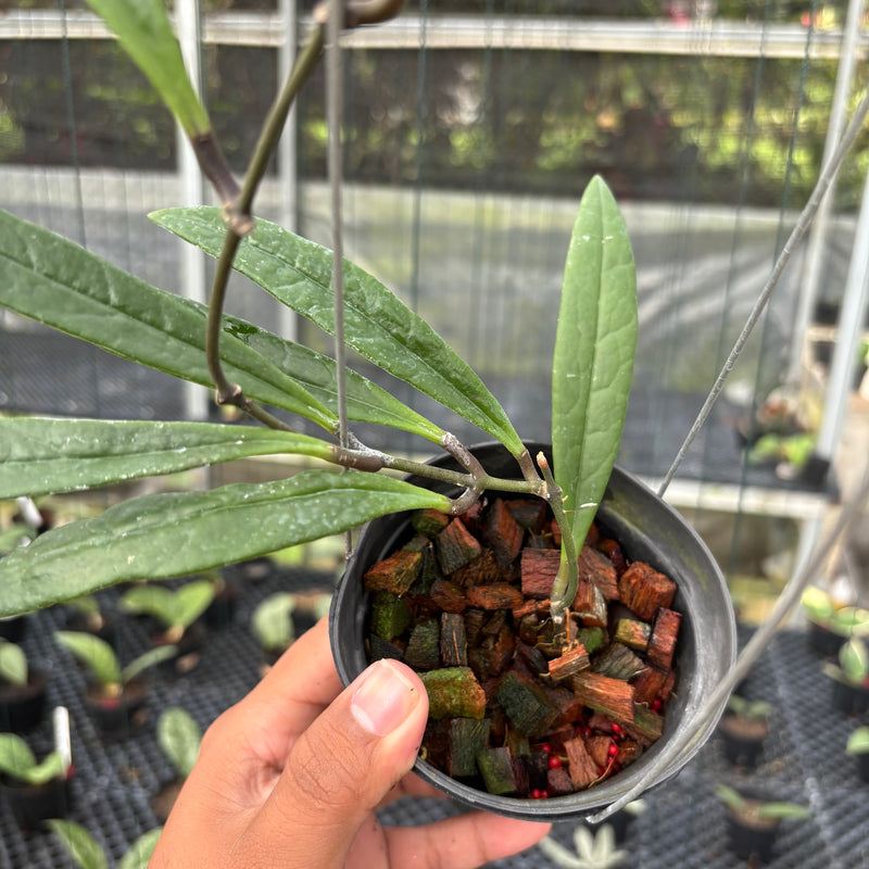 FS22-3 Hoya Sulawesiana Long Leaf