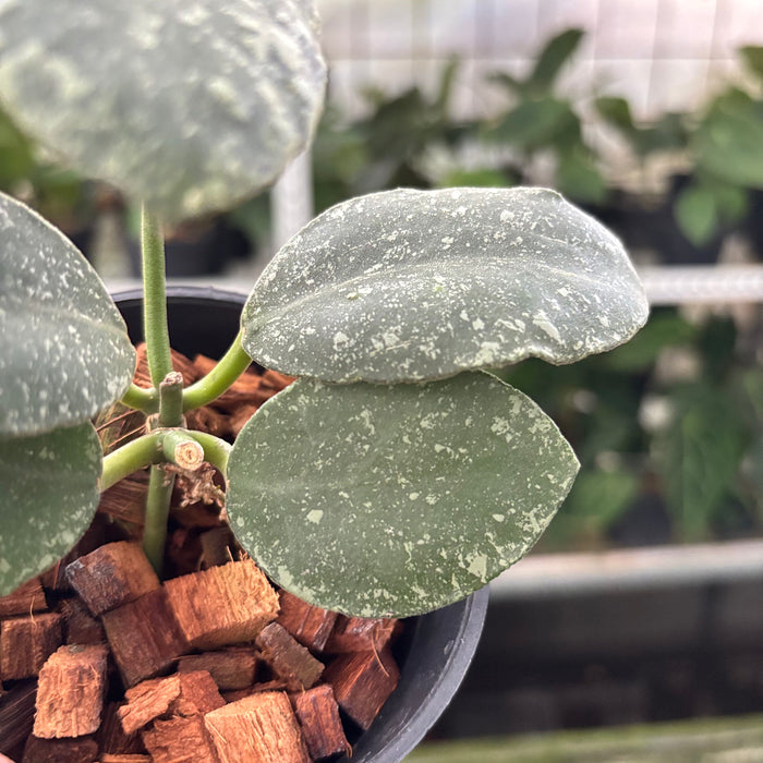 Hoya Waymaniae Splash (Actual Plant 14-Oct)