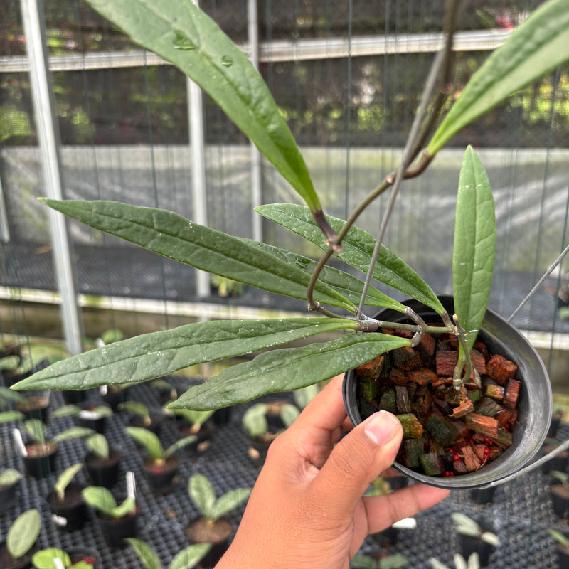 FS22-3 Hoya Sulawesiana Long Leaf