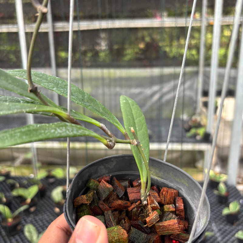 FS22-3 Hoya Sulawesiana Long Leaf