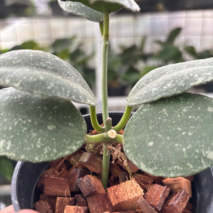 Hoya Waymaniae Splash (Actual Plant 14-Oct)