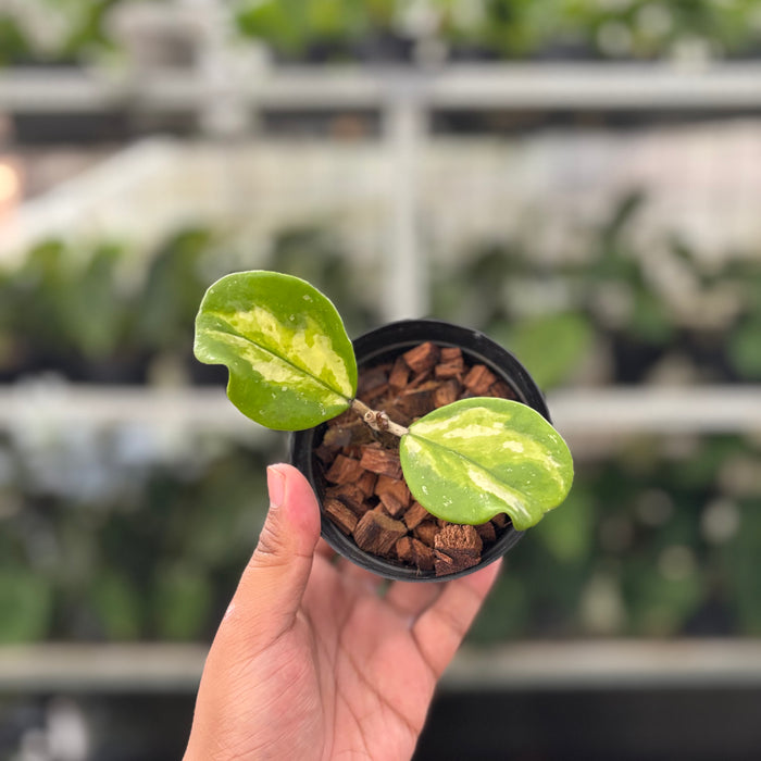 Hoya Obovata Variegated (Actual Plant 15-Oct)