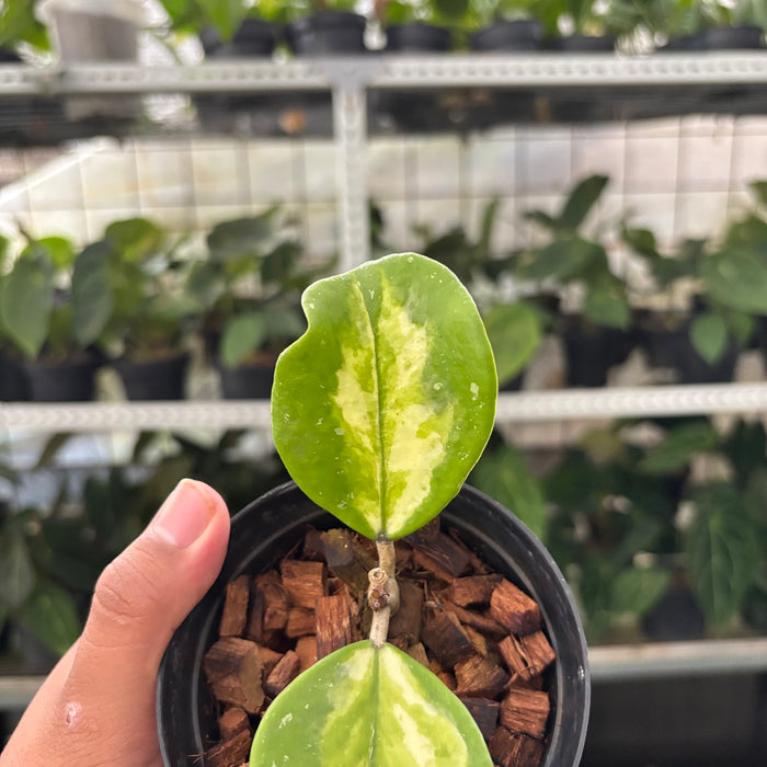 Hoya Obovata Variegated (Actual Plant 15-Oct)