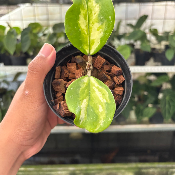 Hoya Obovata Variegated (Actual Plant 15-Oct)