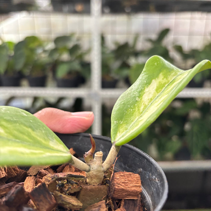 Hoya Obovata Variegated (Actual Plant 15-Oct)