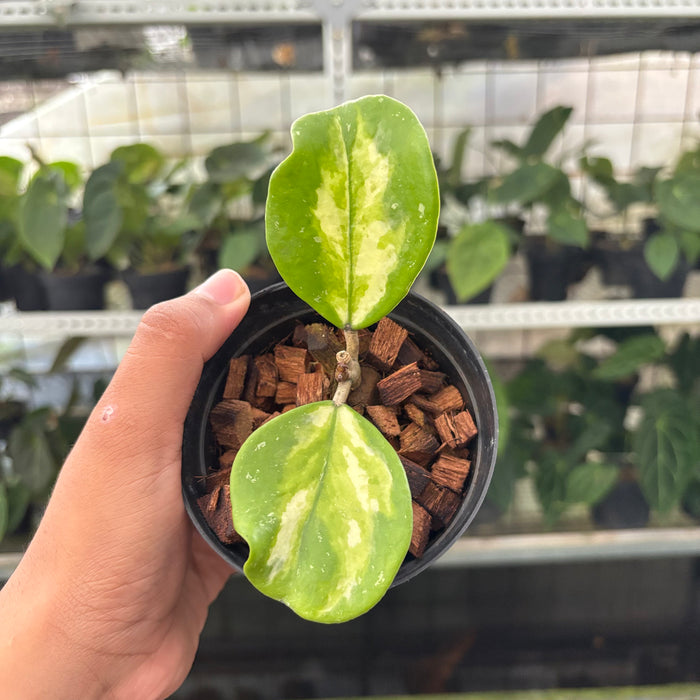 Hoya Obovata Variegated (Actual Plant 15-Oct)