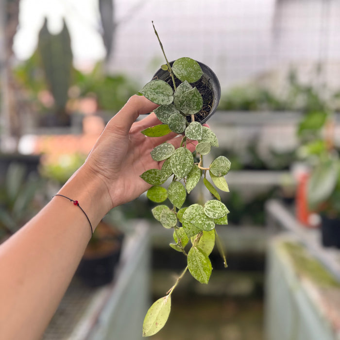 Hoya Lacunosa Silver Splash (Actual Plant 16-Oct)
