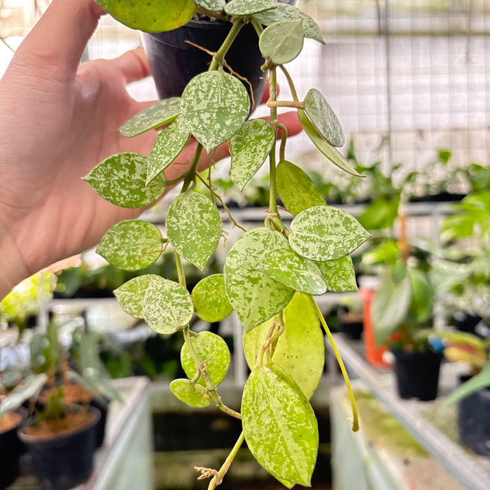 Hoya Lacunosa Silver Splash (Actual Plant 16-Oct)