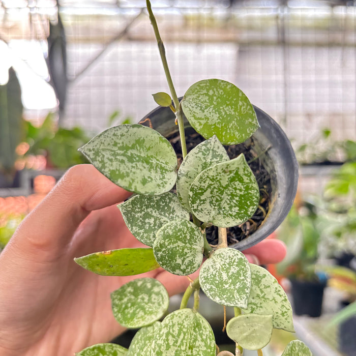 Hoya Lacunosa Silver Splash (Actual Plant 16-Oct)