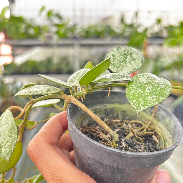 Hoya Lacunosa Silver Splash (Actual Plant 16-Oct)