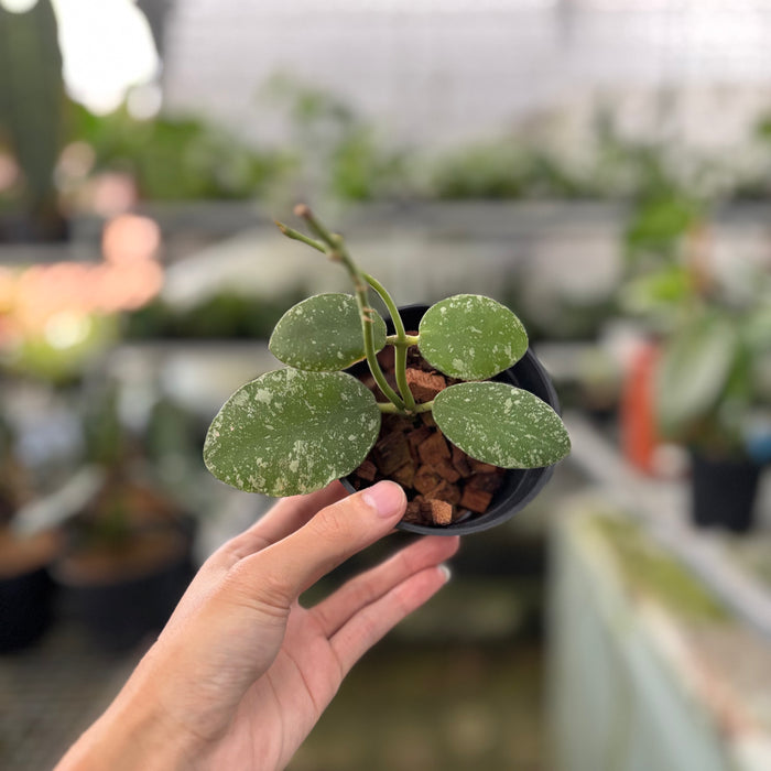 Hoya Waymaniae Splash (Actual Plant 17-Oct)
