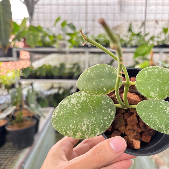 Hoya Waymaniae Splash (Actual Plant 17-Oct)