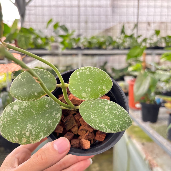 Hoya Waymaniae Splash (Actual Plant 17-Oct)