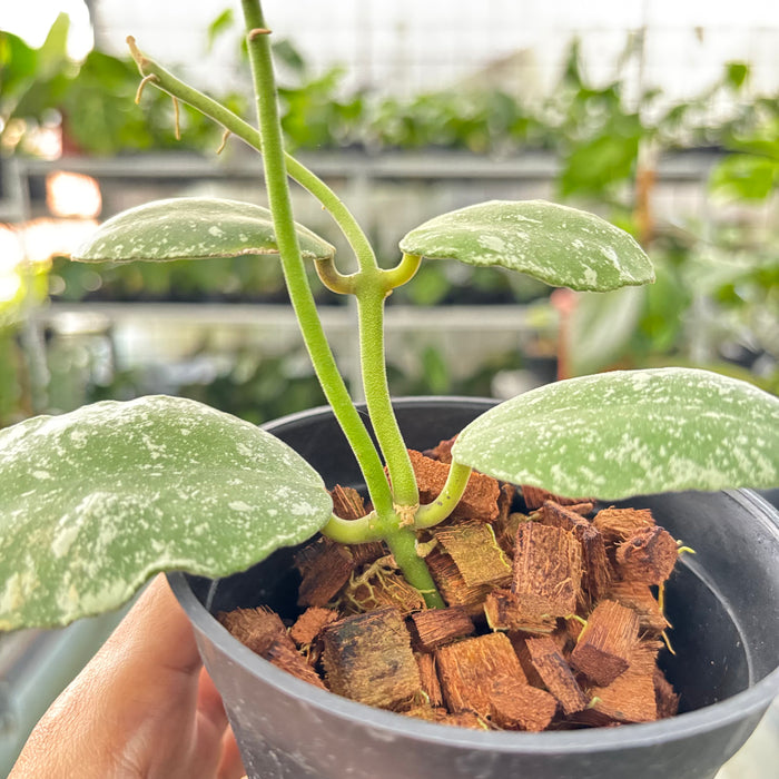 Hoya Waymaniae Splash (Actual Plant 17-Oct)
