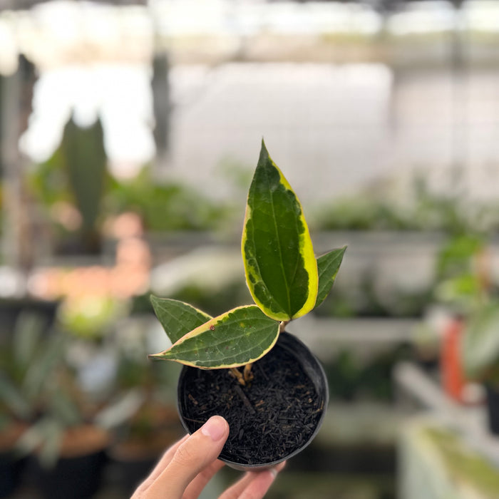 Hoya Macrophylla Variegated (Actual Plant 18-Oct)