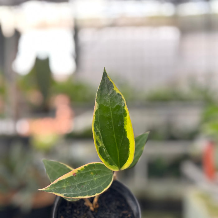 Hoya Macrophylla Variegated (Actual Plant 18-Oct)