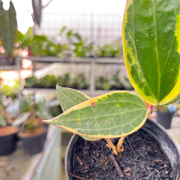 Hoya Macrophylla Variegated (Actual Plant 18-Oct)