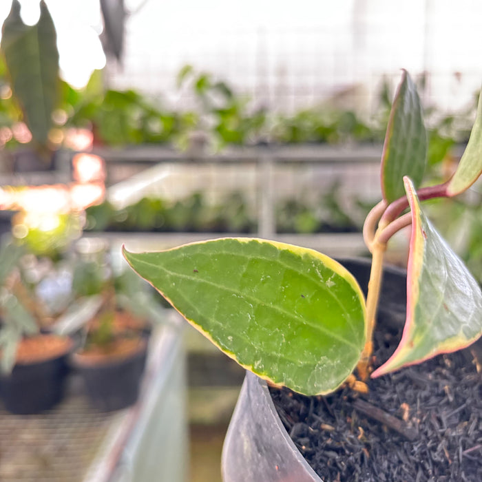 Hoya Macrophylla Variegated (Actual Plant 18-Oct)