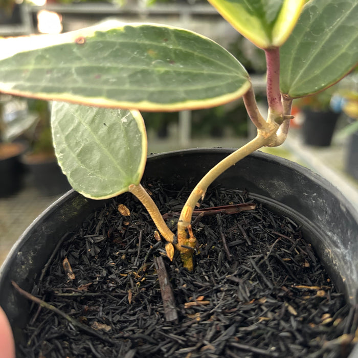 Hoya Macrophylla Variegated (Actual Plant 18-Oct)