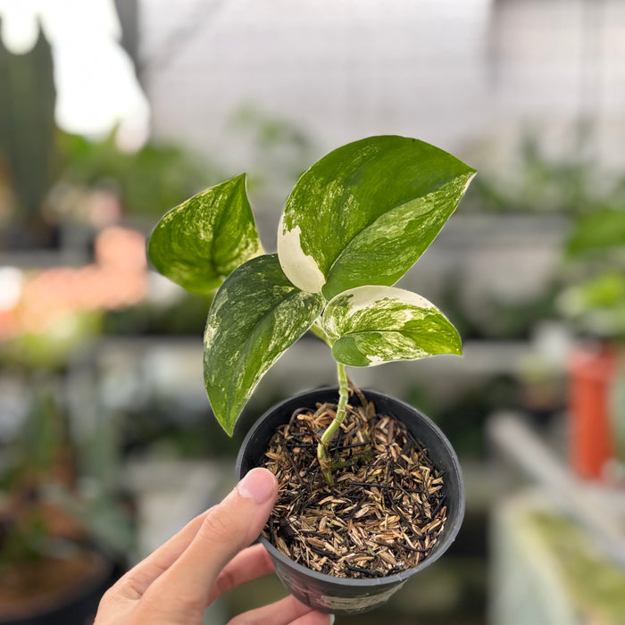 Scindapsus Jade Satin Variegated (Actual Plant 19-Oct)