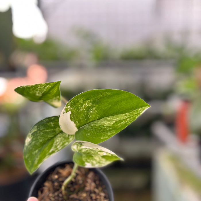 Scindapsus Jade Satin Variegated (Actual Plant 19-Oct)