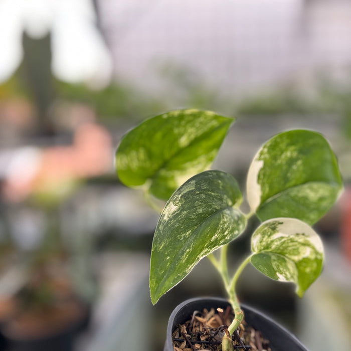 Scindapsus Jade Satin Variegated (Actual Plant 19-Oct)