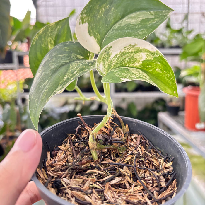 Scindapsus Jade Satin Variegated (Actual Plant 19-Oct)