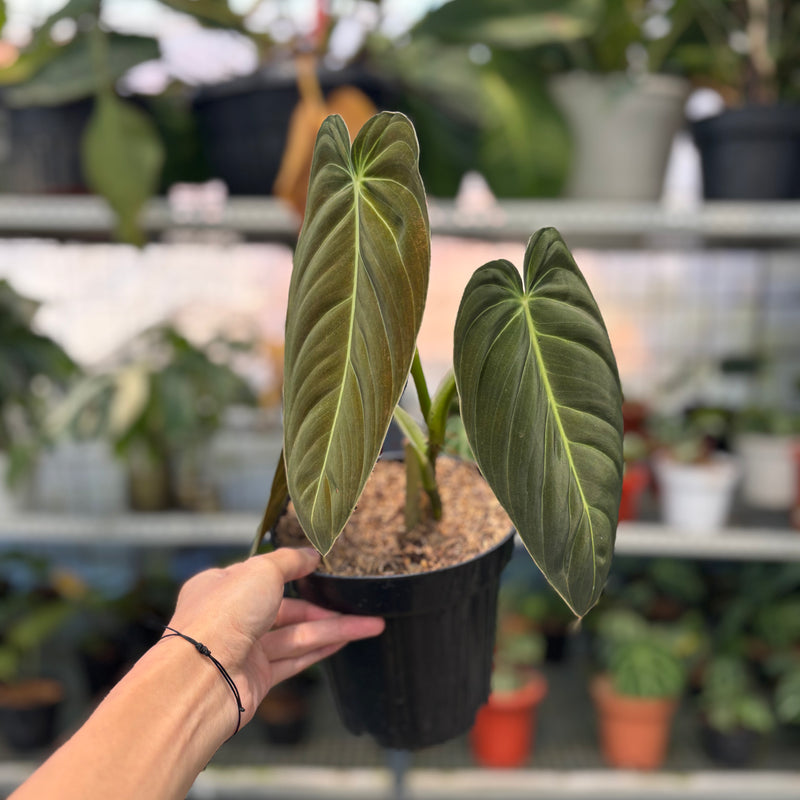 FS41-3 Philodendron Melanochrysum