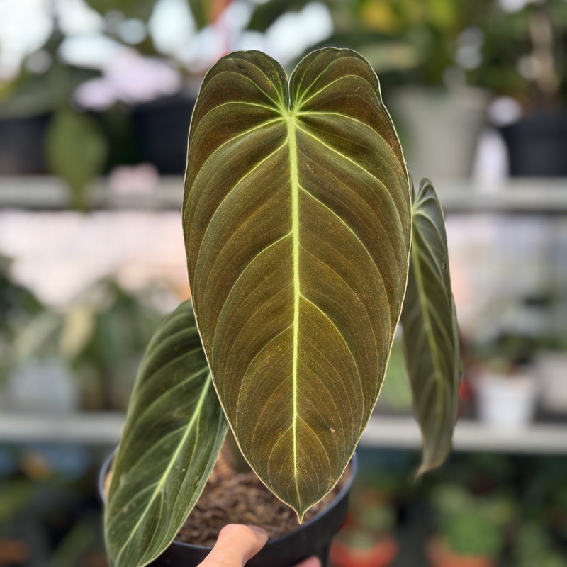 FS41-3 Philodendron Melanochrysum